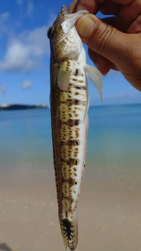 オグロトラギスの釣果