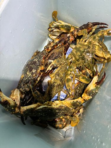 イシガニの釣果