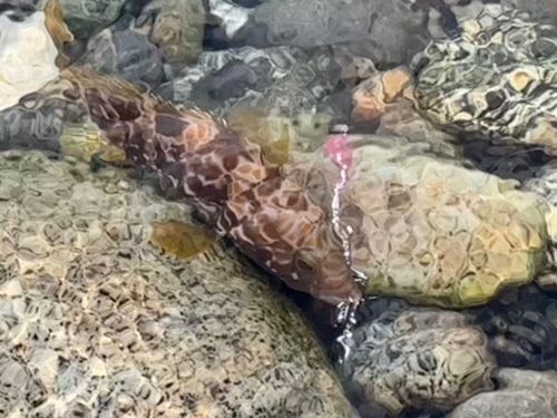 キジハタの釣果