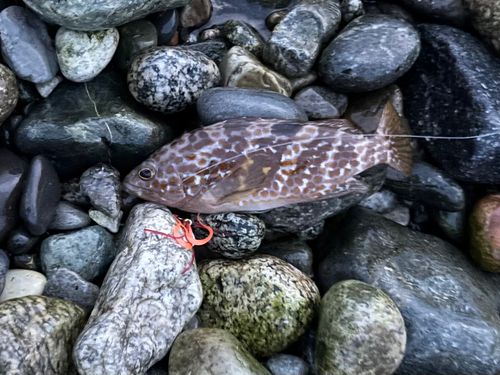 キジハタの釣果