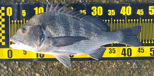 クロダイの釣果
