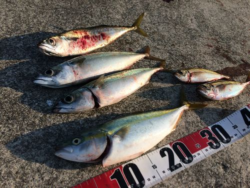 サバの釣果