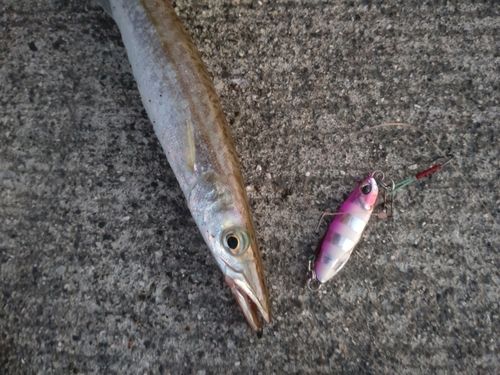 カマスの釣果