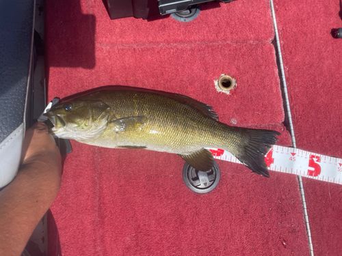 スモールマウスバス