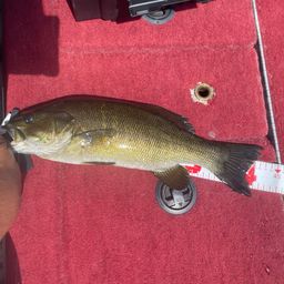 スモールマウスバス