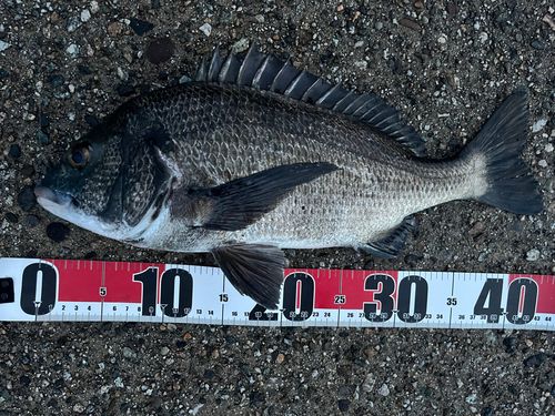 クロダイの釣果