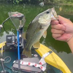 ラージマウスバス