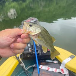 ラージマウスバス