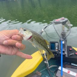 ラージマウスバス