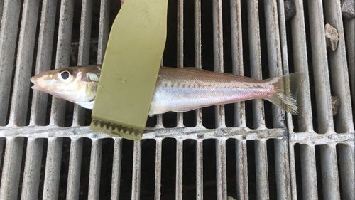 シロギスの釣果