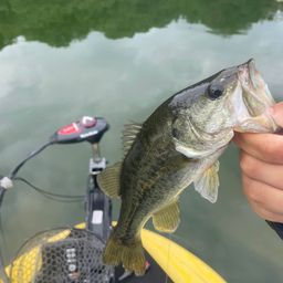 ラージマウスバス