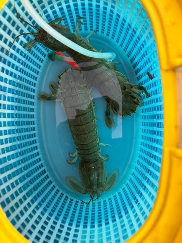 シャコの釣果