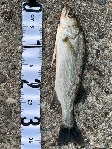 フッコ（マルスズキ）の釣果