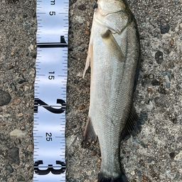 フッコ（マルスズキ）