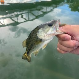 ラージマウスバス