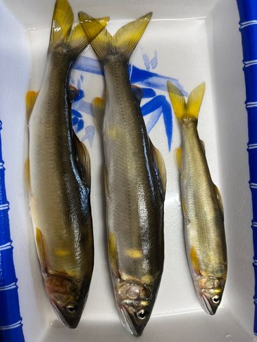 アユの釣果