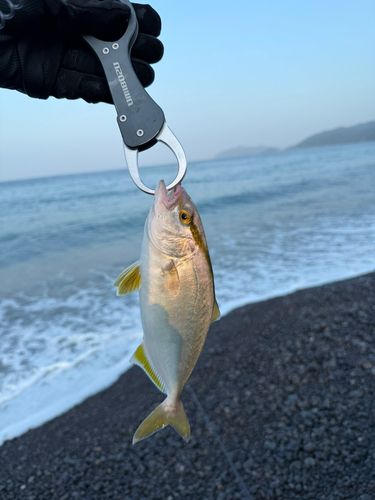 シオの釣果
