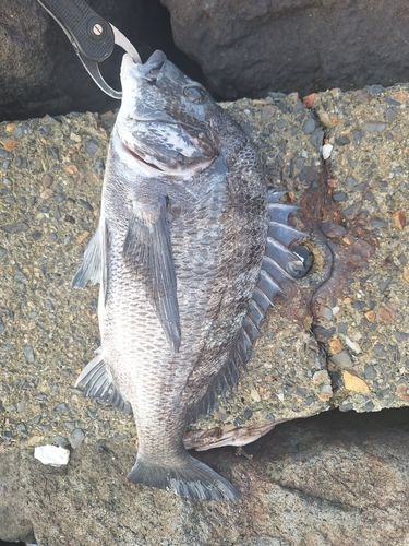 クロダイの釣果