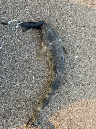マゴチの釣果