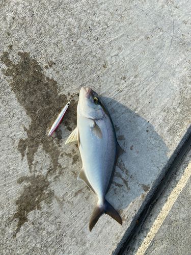 ショゴの釣果