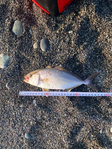 ショゴの釣果