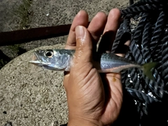 サバの釣果