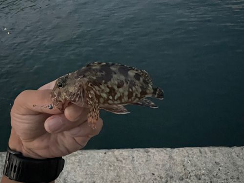 カサゴの釣果
