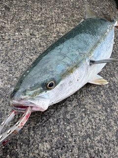 イナダの釣果