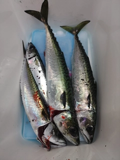 サバの釣果