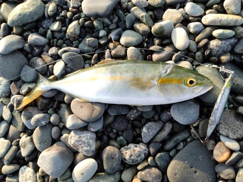 ワカシの釣果