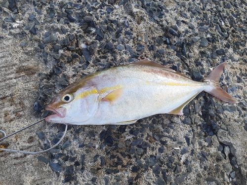ネリゴの釣果