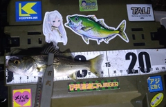シーバスの釣果