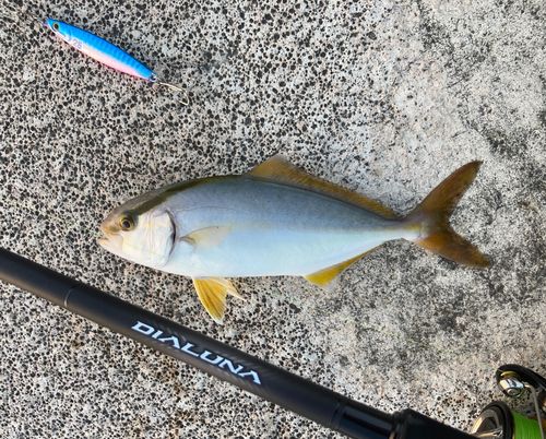 ショゴの釣果