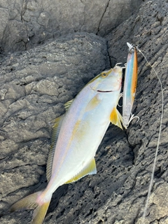 ネリゴの釣果