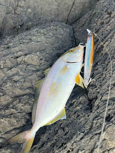 ネリゴの釣果