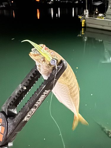 マアジの釣果