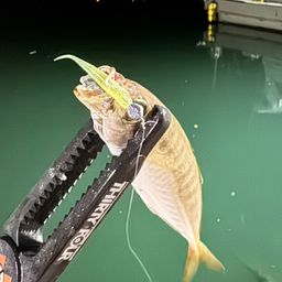 マアジ