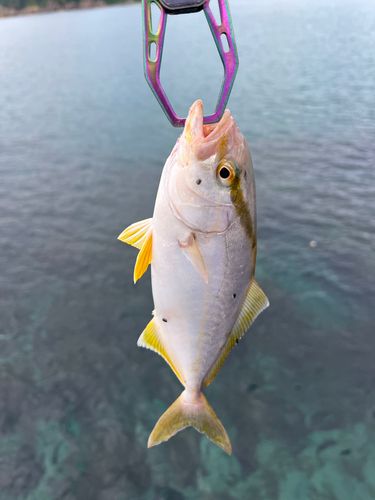 ショッコの釣果