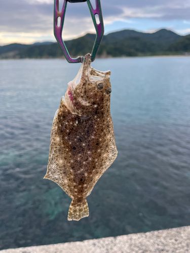 ソゲの釣果