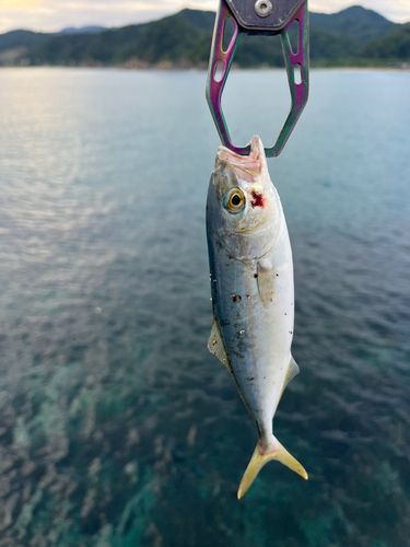 ツバスの釣果