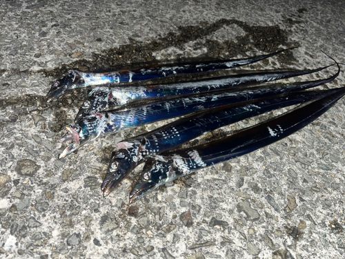 タチウオの釣果