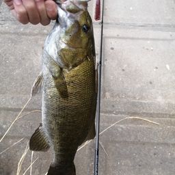 スモールマウスバス