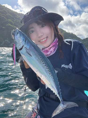 マルソウダの釣果