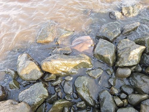 アカエイの釣果