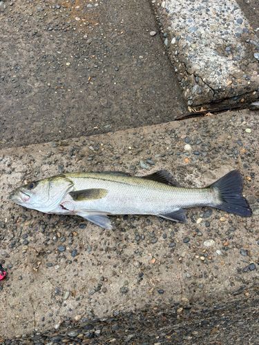 セイゴ（マルスズキ）