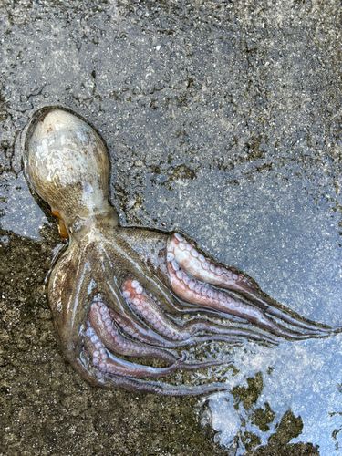 タコの釣果