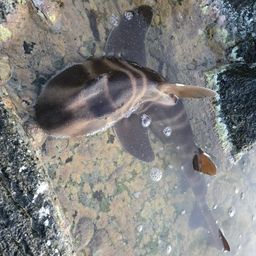 ネコザメ