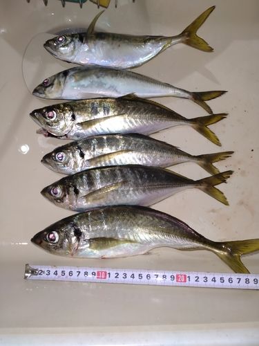 アジの釣果