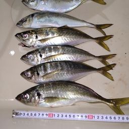 アジ
