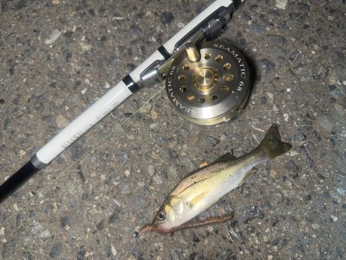 セイゴ（マルスズキ）の釣果